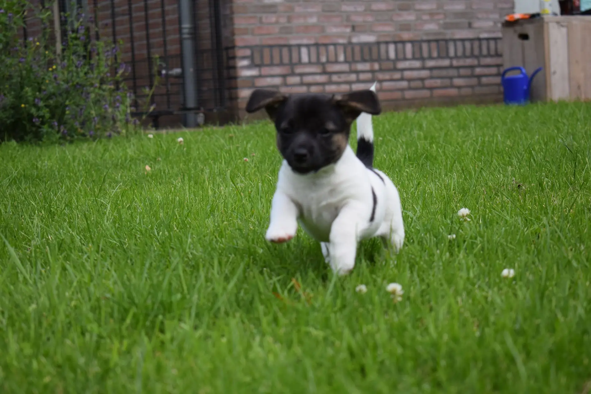 Dog