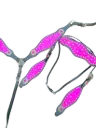 Shiny Pink Western Tack Set